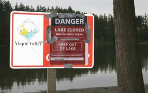 The city of Maple Valley closed Lake Wilderness Friday because of toxic algae.