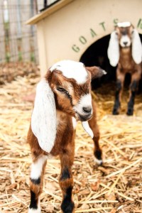 A pair of Neubian kids take a break from their nap at Puget Sound Goat Rescue to greet a few humans. These are two of the 29 baby goats rescued by Puget Sound Goat Rescue in the last couple weeks.