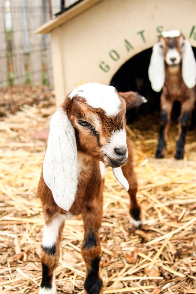 A pair of Neubian kids take a break from their nap at Puget Sound Goat Rescue to greet a few humans. These are two of the 29 baby goats rescued by Puget Sound Goat Rescue in the last couple weeks.