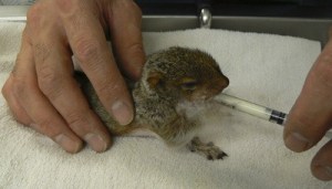 A young squirrel being fed.