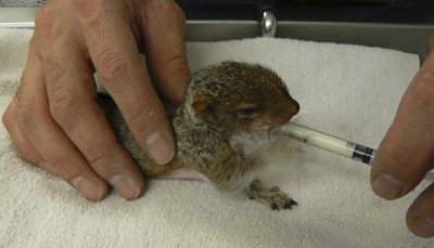 A young squirrel being fed.