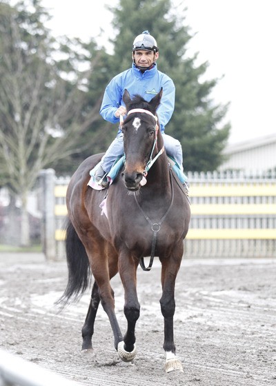 2010 Horse of the Meeting Noosa Beach