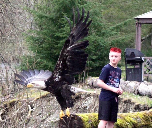 A bald eagle quickly jumps out of the carrier she was transported in and took flight March 20 on the Green River after a period of rehabilitated from an injury by South Sound Critter Care and West Sound Wildlife Shelter.