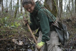 Maggie Naffziger plans trees as a part of the Americorps restoration of the Dorre Don Natural Area in Maple Valley. Naffziger is a member of Civilian Community Corps based in Sacramento