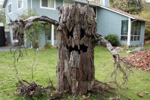 “Woody” the spooky tree sits in front of the Laws’ home near Cedar Airpark. Gena Laws and her family make many of the props.