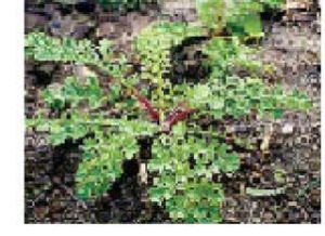 If you see vegetation like this