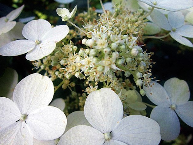 Lake Wilderness Arboretum