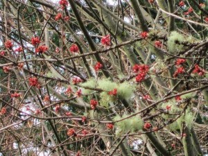 Winter at Lake Wilderness Arborteum