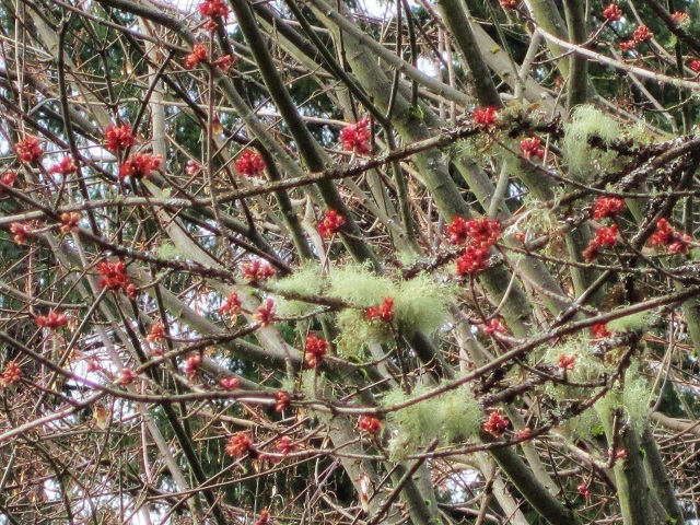 Winter at Lake Wilderness Arborteum