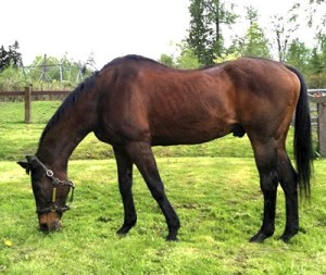 Thoroughbred race horse Chinook Pass is the oldest living Eclipse Award winner.