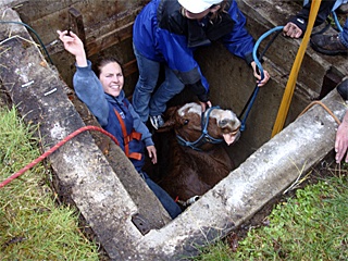 A horse in Covington