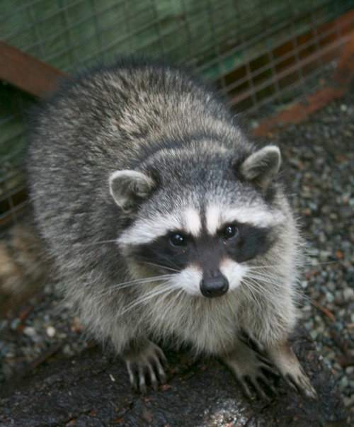 One of the few raccoons that were born at the center.