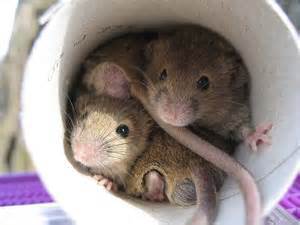 Have your furnace system inspected and serviced by a licensed professional. This including looking at the exhaust vent that leads to the outside of the house. Insects