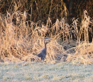 This great blue heron was one of the birds spotted and counted by members of the Rainier Audubon Society Sunday near Auburn.