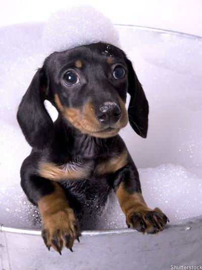 Carefully consider the options before buying a pet for a Christmas present.