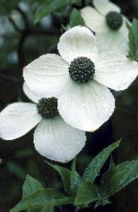 Flowering trees commonly start blooming in late April. But you can still plant them.