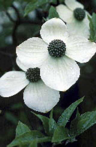 Flowering trees commonly start blooming in late April. But you can still plant them.