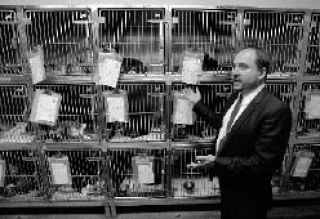 Cat cages are “stacked like cord wood” at the county animal shelter in Kent.