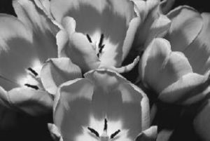Beautiful as they are
