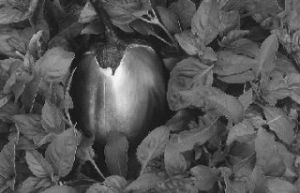 There’s still time to plant vegetables such as eggplant