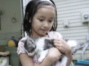 Cats like this one are awaiting new owners today during an adoption event at King County’s animal shelter in Kent.
