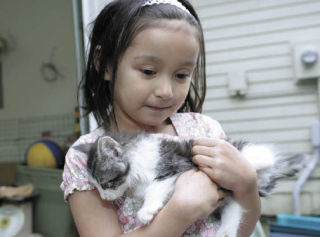 Cats like this one are awaiting new owners today during an adoption event at King County’s animal shelter in Kent.