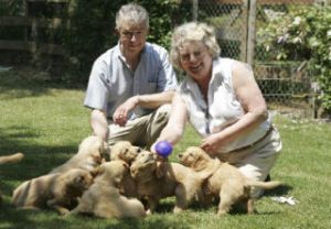 These are some of the nine golden retriever puppies