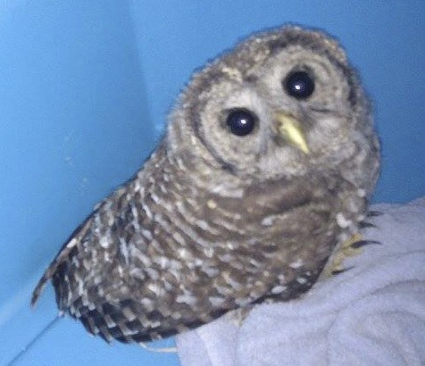Courtesy photo from reader of the owl that was rescued in Ravensdale.