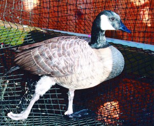 A Canada goose with a broken leg undergoes physical therapy at South Sound Critter Care