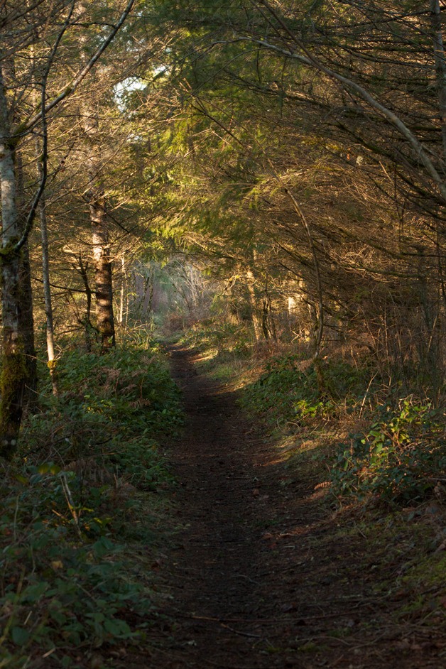 The current trail at Henry’s Switch runs parallel to state Route 169. The rest of the property is untamed woods.