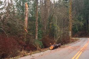 Cut trees can be seen alongside the roadway near the Lake Wilderness boat launch.