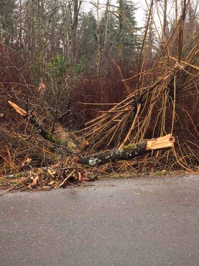 Overnight winds cause debris to litter roadways in Maple Valley