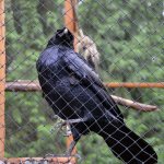 Lessons learned from a Covington raven