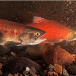 State’s new report shows salmon still declining data from around the state and offers interactive maps to help visitors learn about salmon