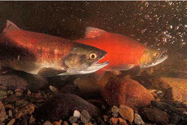 State’s new report shows salmon still declining data from around the state and offers interactive maps to help visitors learn about salmon