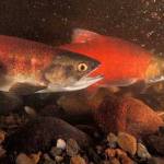 State’s new report shows salmon still declining data from around the state and offers interactive maps to help visitors learn about salmon