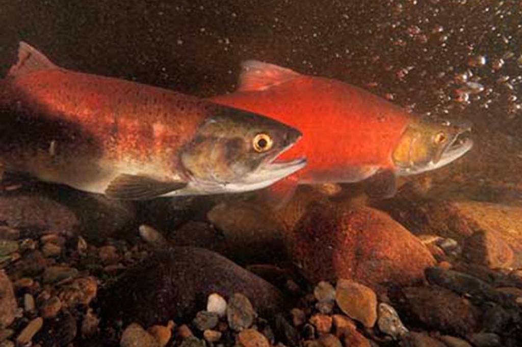 State’s new report shows salmon still declining data from around the state and offers interactive maps to help visitors learn about salmon