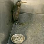 Puget Sound WildCare to hold baby shower