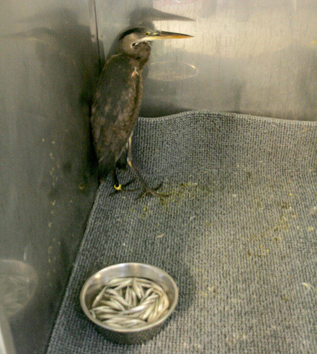 Puget Sound WildCare to hold baby shower