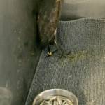 Puget Sound WildCare to hold baby shower