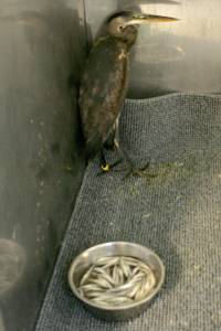 Puget Sound WildCare to hold baby shower