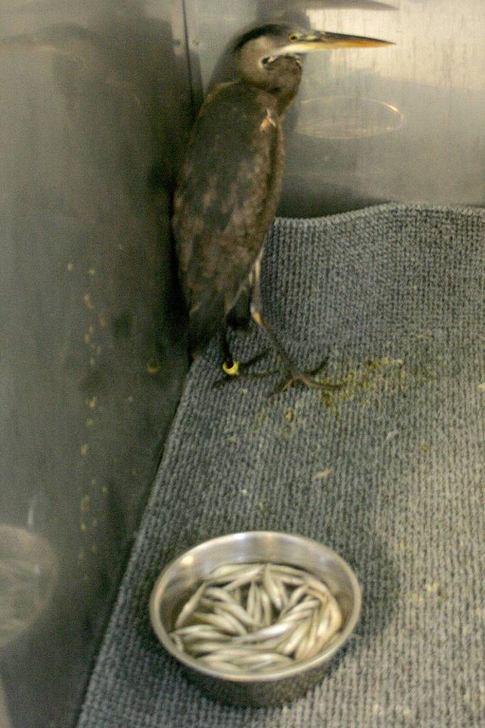 Puget Sound WildCare to hold baby shower