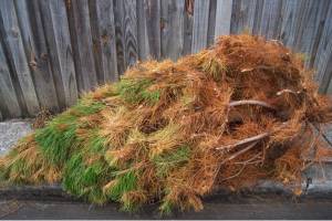 The danger of holiday trees
