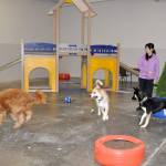 Raina Labrum plays with her dog, Riven, right, as well as Daisy, center, and Poby, left, at Pipers Playground indoor dog park in Federal Way. Heidi Sanders, the Mirror