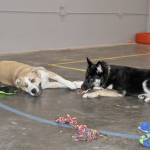 Daisy, left, and Riven, right, take a break from playing at Pipers Playground. The indoor dog park is the first in Federal Way. Heidi Sanders, the Mirror