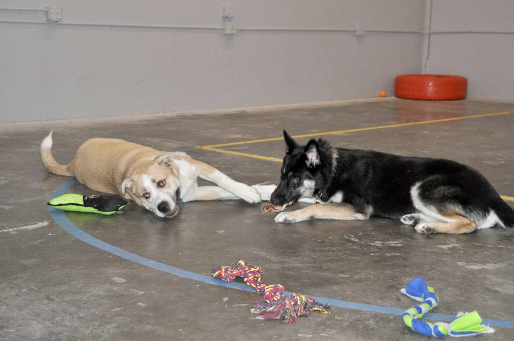 Daisy, left, and Riven, right, take a break from playing at Pipers Playground. The indoor dog park is the first in Federal Way. Heidi Sanders, the Mirror