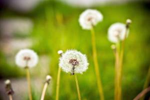 Tips for managing seasonal allergies
