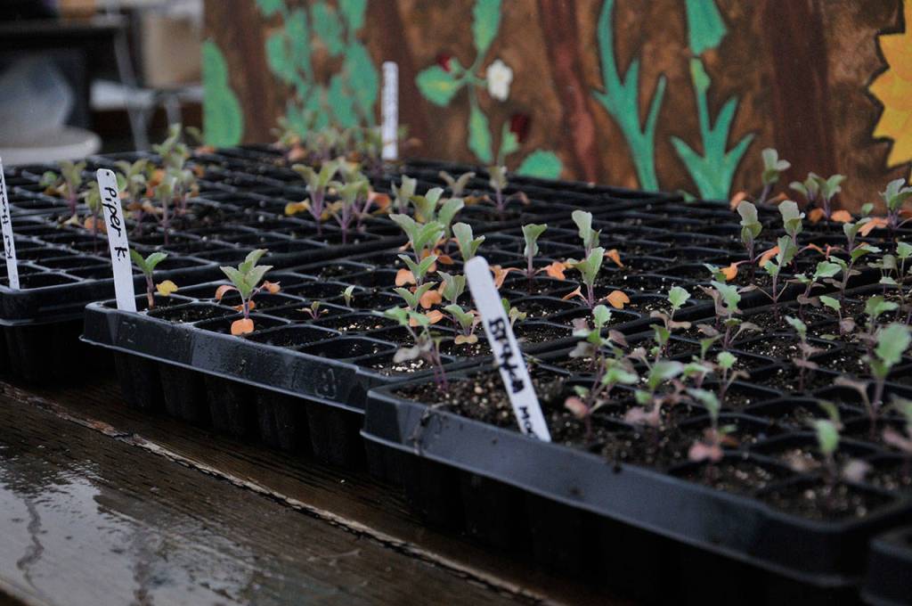 Photo by Leah Abraham