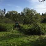 Jenkins Creek Park overgrowth being cleared to restore Oak Prairie