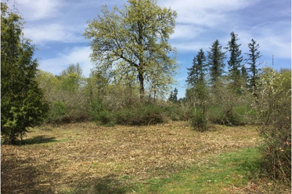 Jenkins Creek Park overgrowth being cleared to restore Oak Prairie